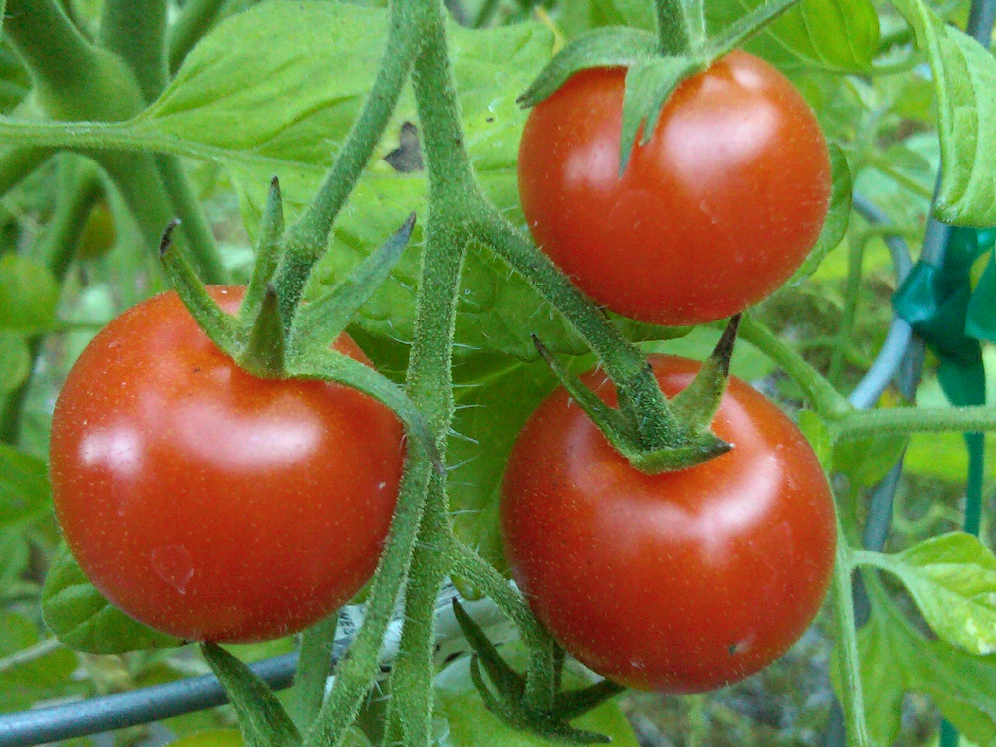 gardening journal project template