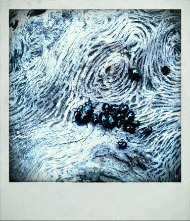 #augustbreak – a curious collection of bugs