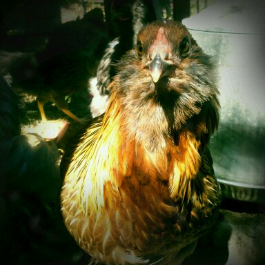 #augustbreak: Friday chicken