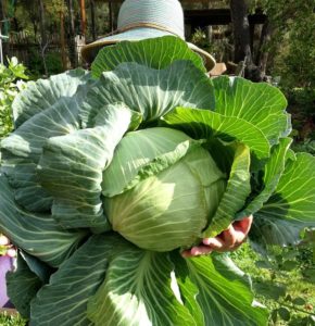 growing a cabbage